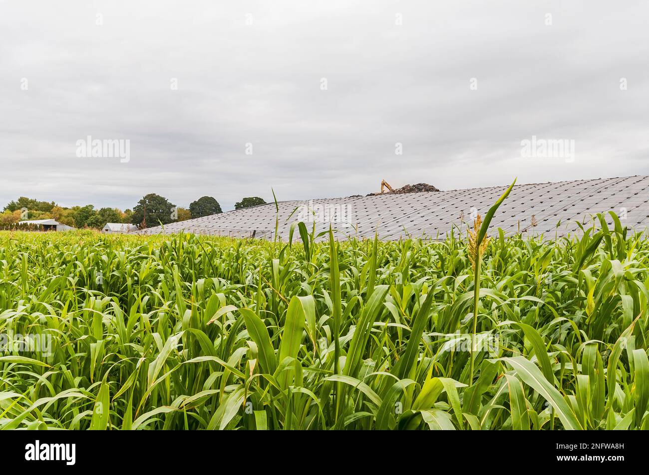 Tall grasses in the foreground and weighted plastic sheeting covering a hillside in an active landfill in the background. Stock Photo