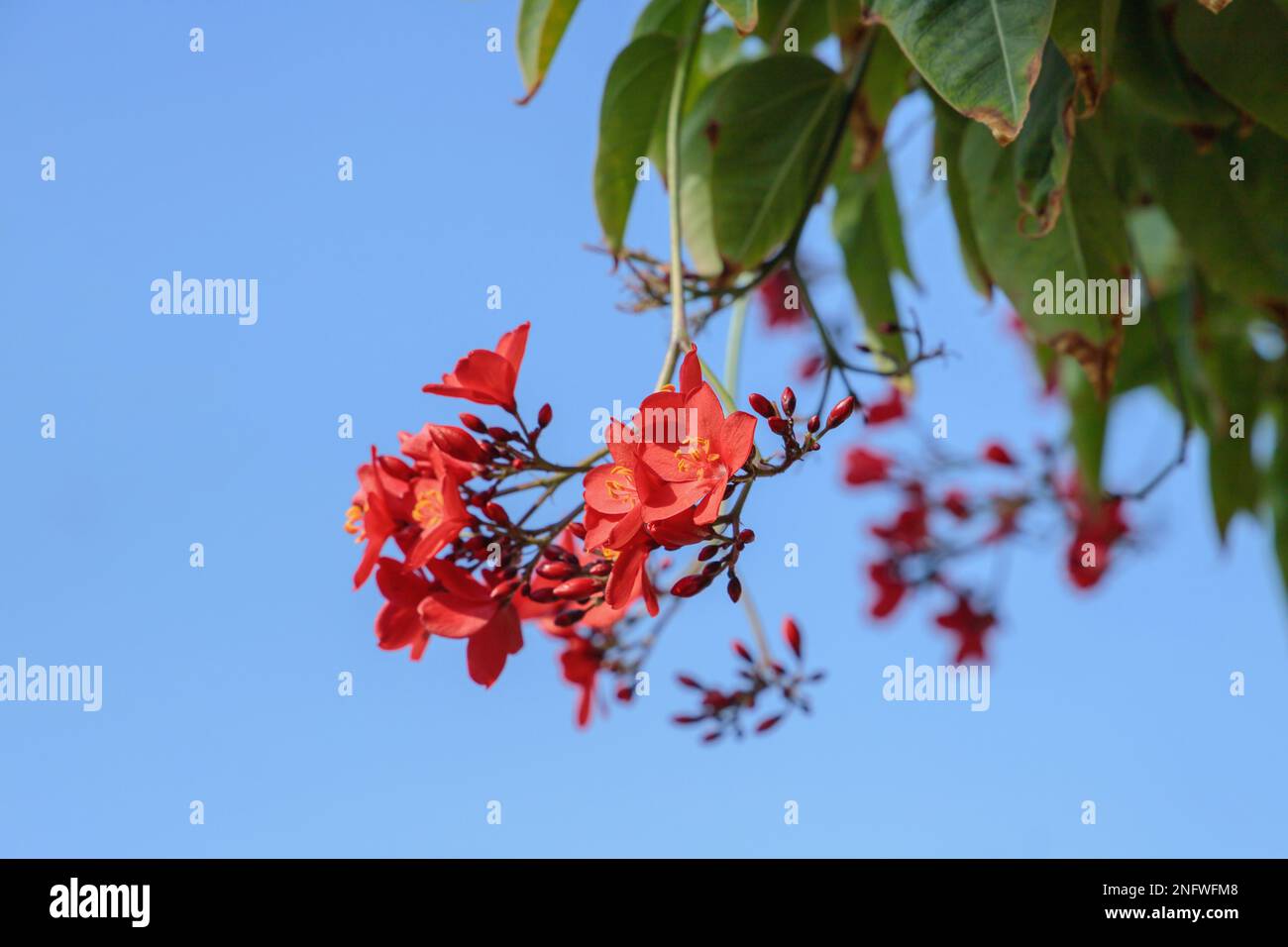 Orange-red blossoms of a peregrina bush (Jatropha integerrima) before blue sky. Stock Photo