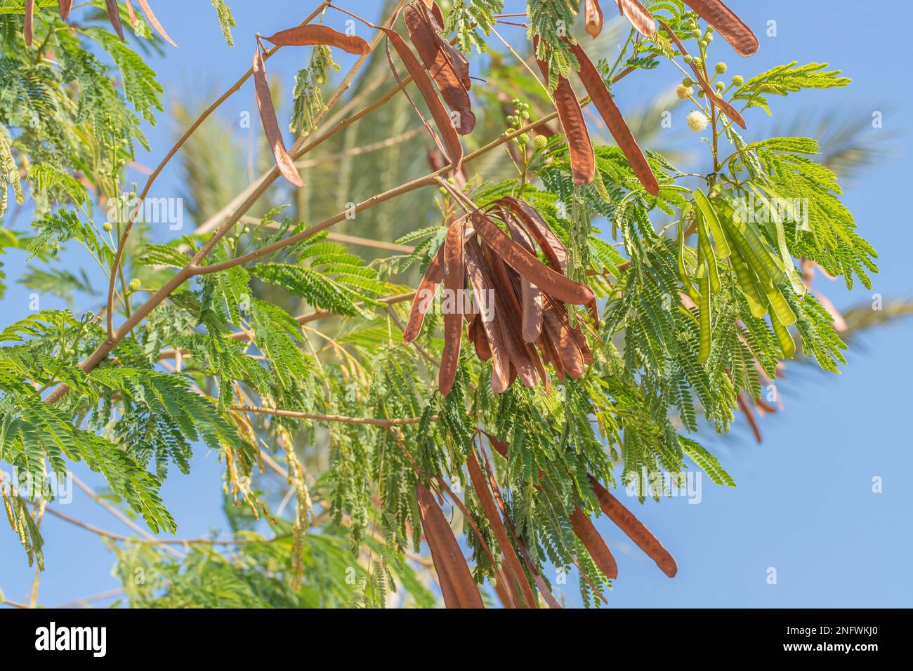 Leadtree with its typical pulses (Genus Leucaena). Various uses of some species in agriculture. Stock Photo