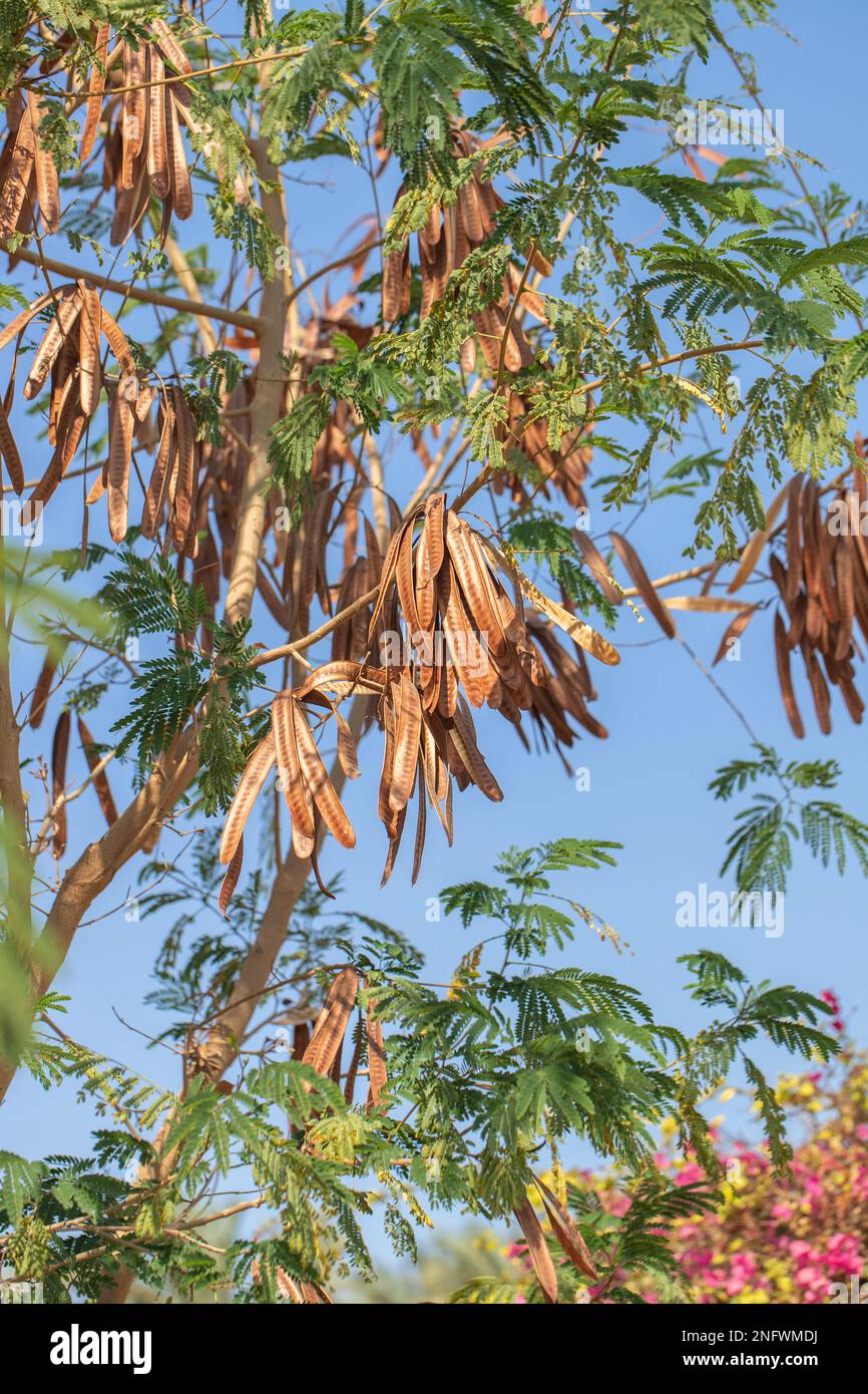 Leadtree with its typical pulses (Genus Leucaena). Various uses of some species in agriculture. Stock Photo
