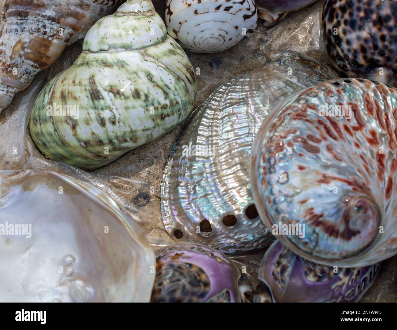 Delicate spiral shells hi-res stock photography and images - Alamy