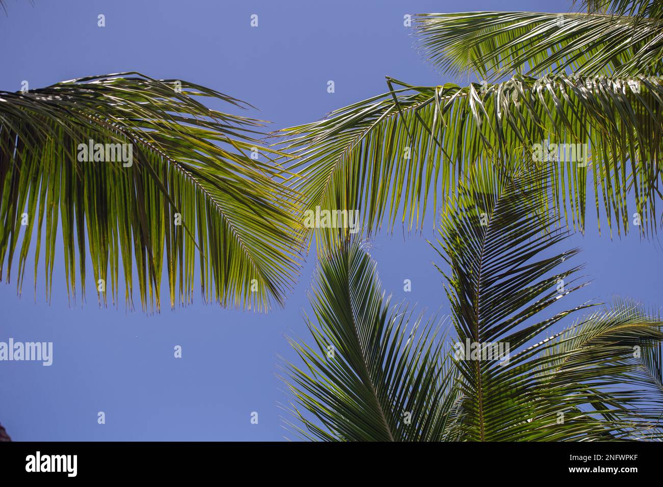 Landscape format image showing palm tree fronds against a blue sky