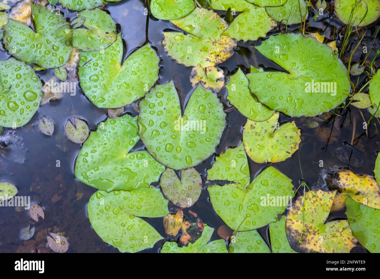 Close up on leaves of a water lily with raindrops on the surface of the leaves Stock Photo