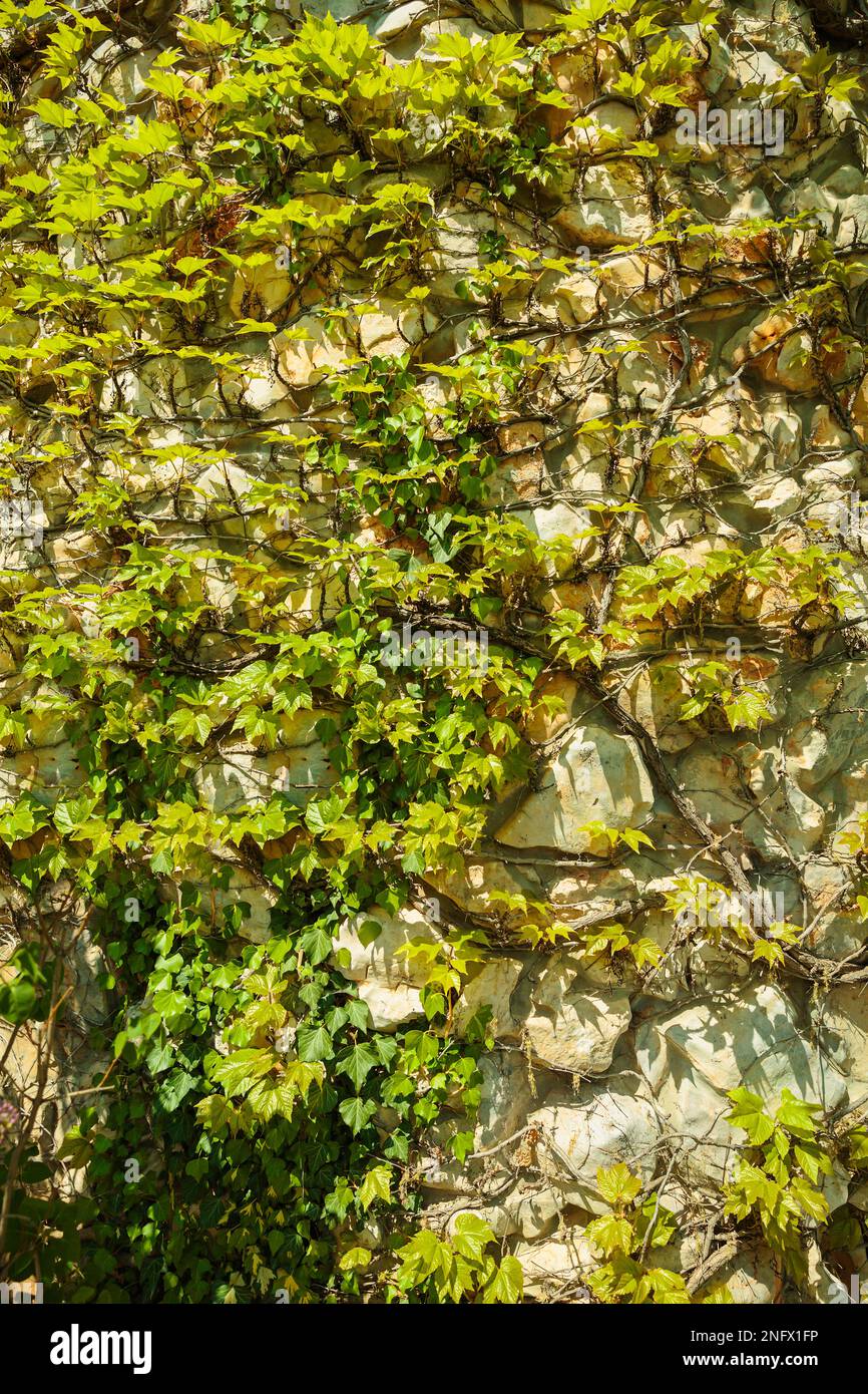 Climbing plant or green ivy growing on antique stone wall Stock Photo ...