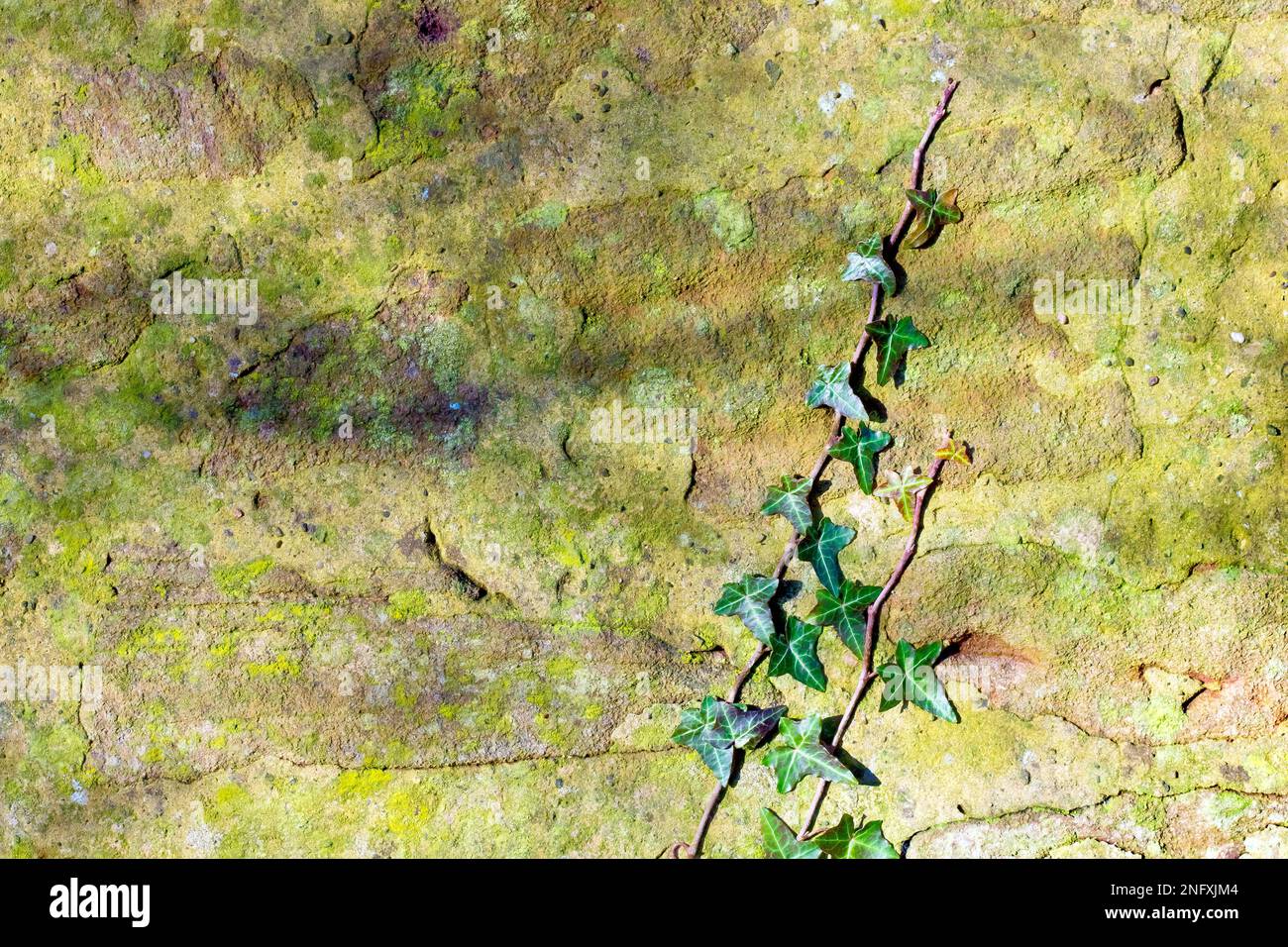 Close up of an old, sunlit, green, lichen covered wall with two tendrils of Ivy (hedera helix) climbing up one side of it. Stock Photo