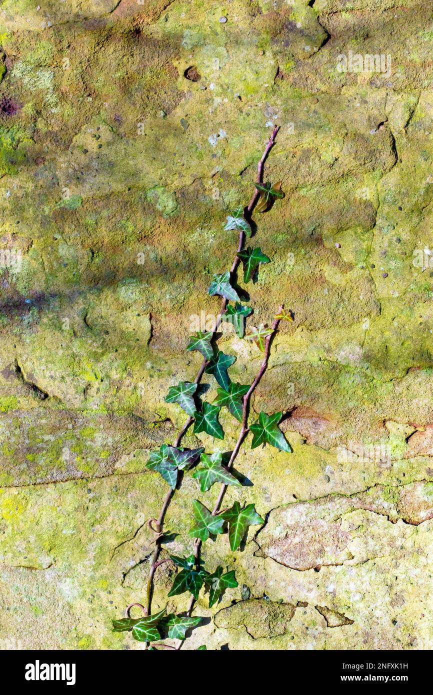 Close up of an old, sunlit, green, lichen covered wall with two tendrils of Ivy (hedera helix) climbing up it. Stock Photo
