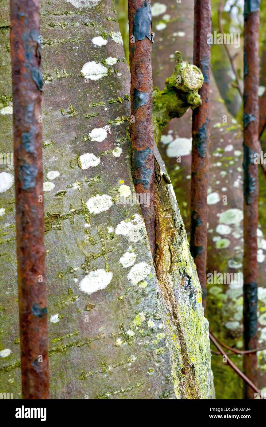 Close up showing a young tree growing so close to an old rusty iron fence that the trunk has begun to grow around one of the railings. Stock Photo