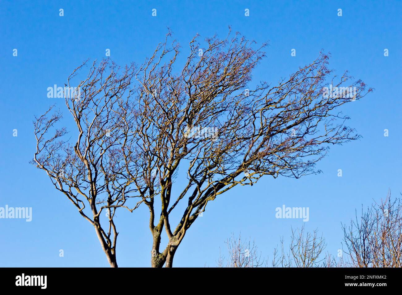 Sycamore (acer pseudoplatanus), showing the uppermost branches of a