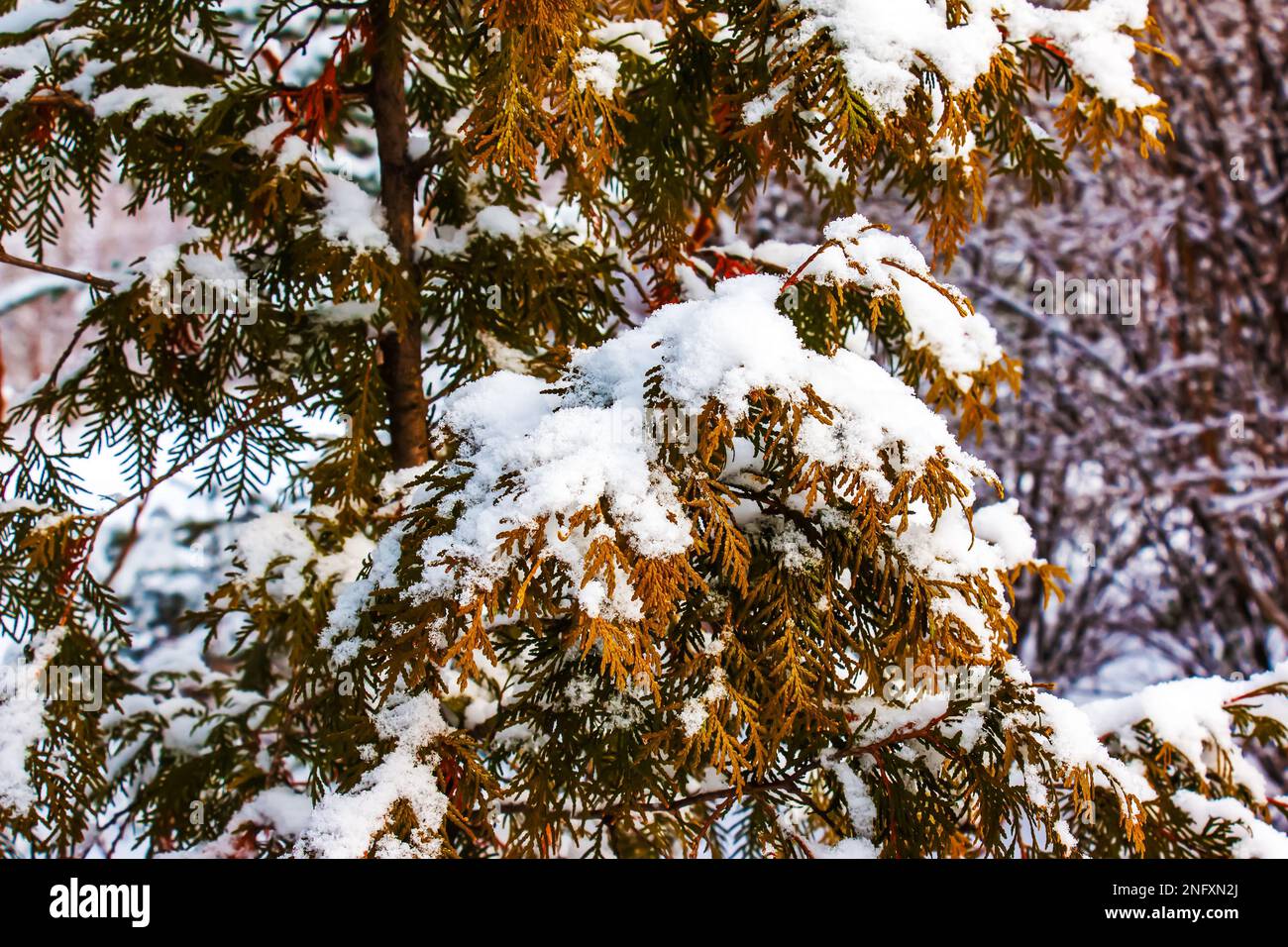 Thuja standishii CAR in the snow. Winter, green thuja bushes covered with white snow Stock Photo