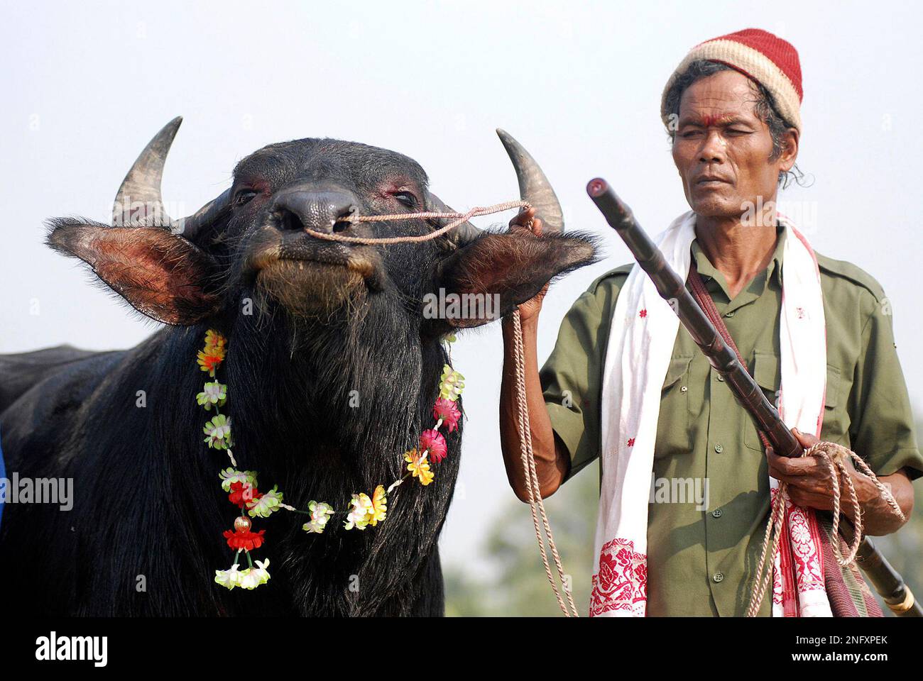 muhikanta-45-looks-at-his-decorated-buffalo-prior-to-the-start-of-a