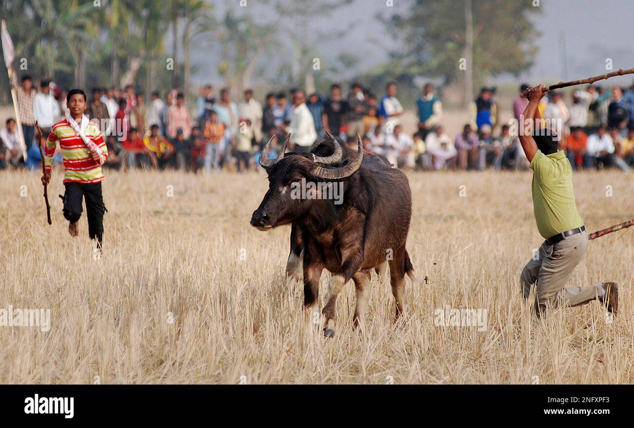 men-chase-buffalos-as-they-run-through-the-crowd-during-a-traditional