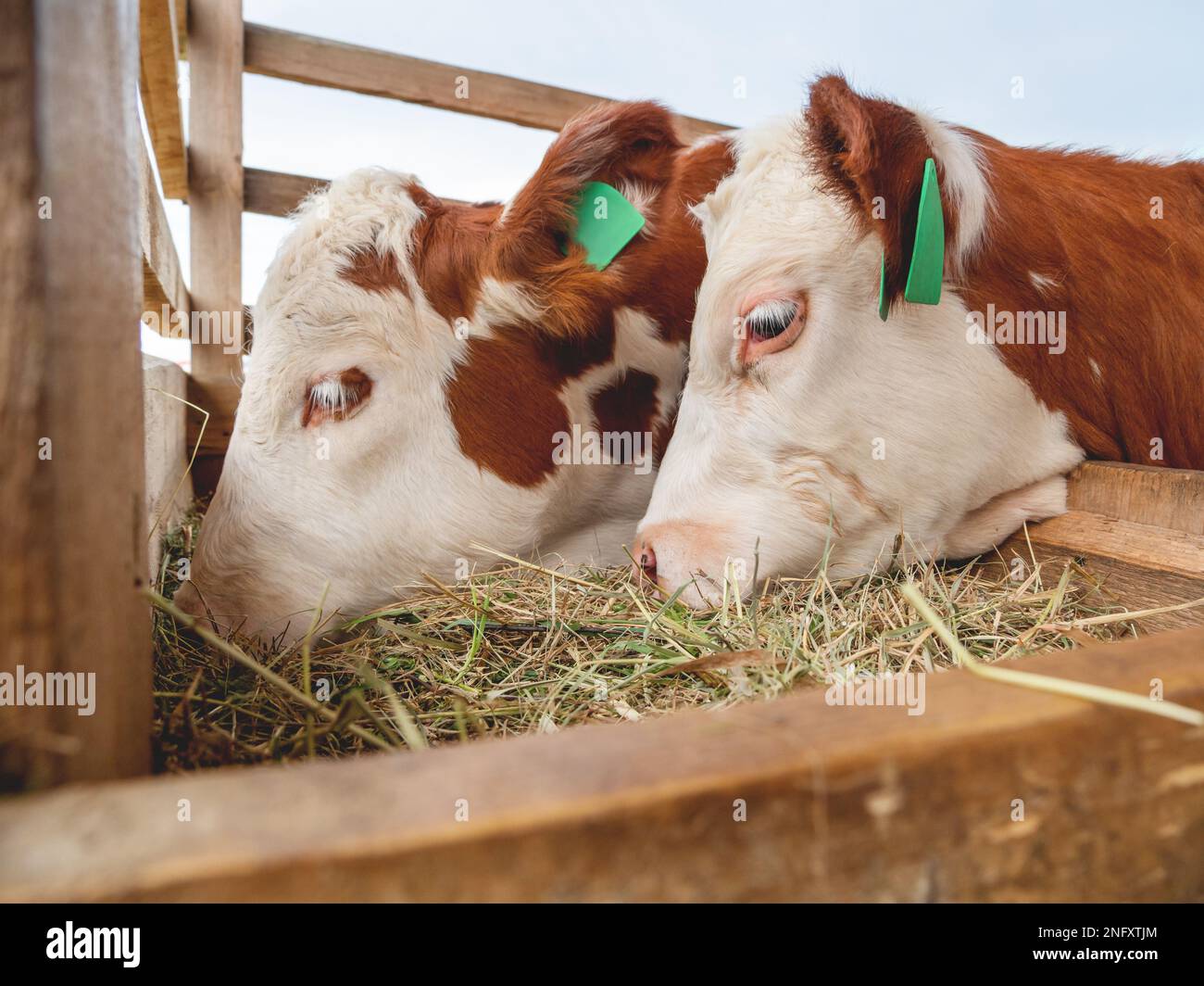 Two calves are eating hay. Specially prepared hay for cattle. Farm cows with tags on their ears. Stock Photo