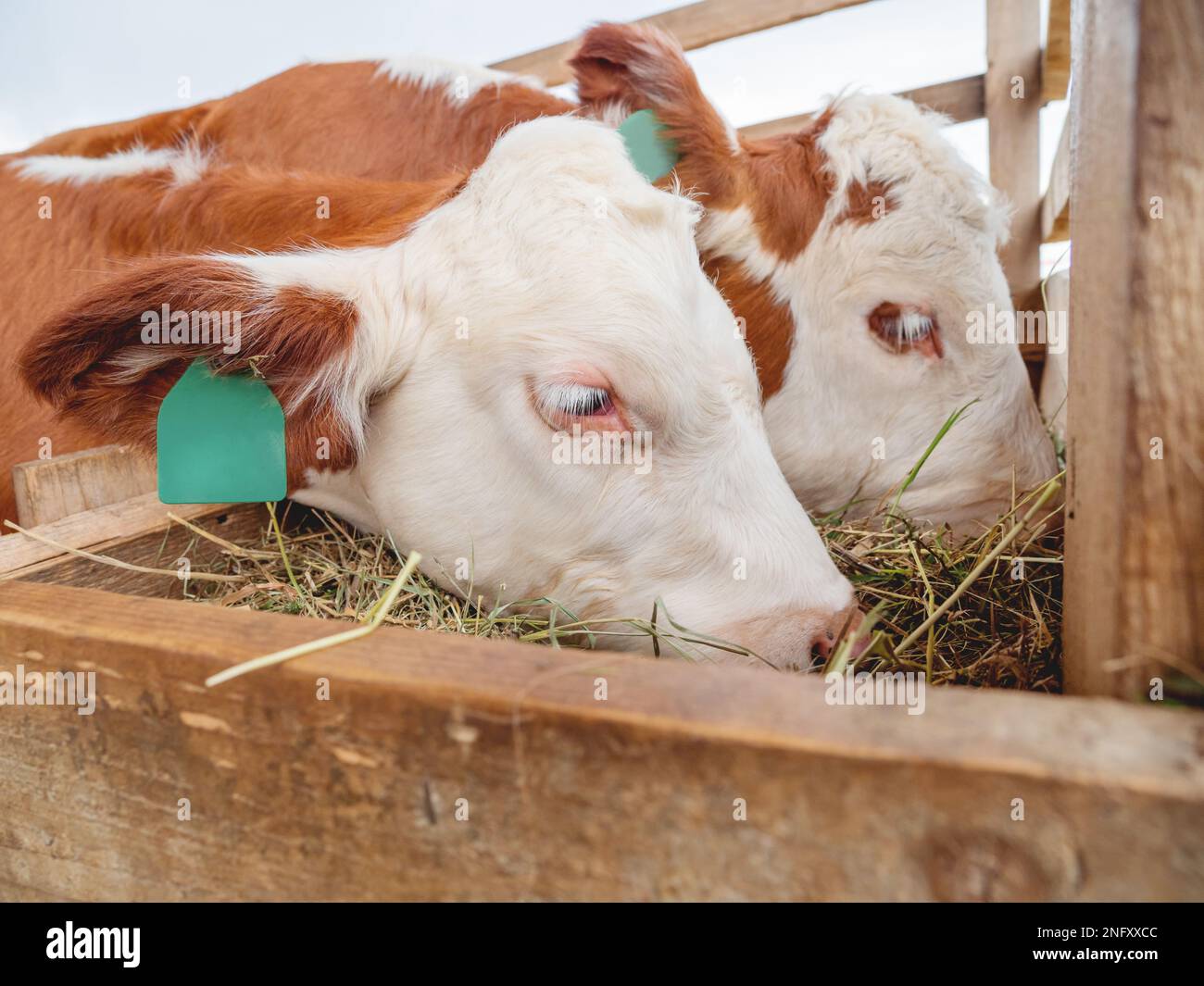 Two calves are eating hay. Specially prepared hay for cattle. Farm cows with tags on their ears. Stock Photo