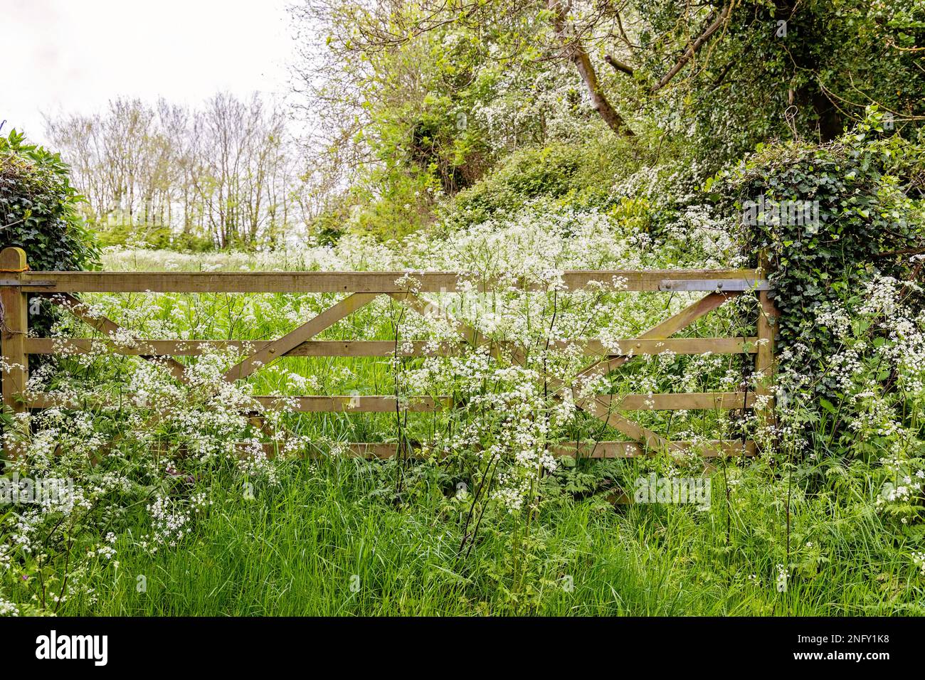 Angelica Flower framing big wooden gate Stock Photo