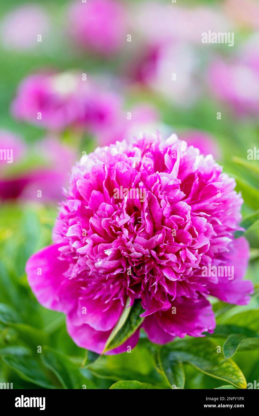 Pink Peony flowers on stunning flower farm in Cambridgeshire Stock
