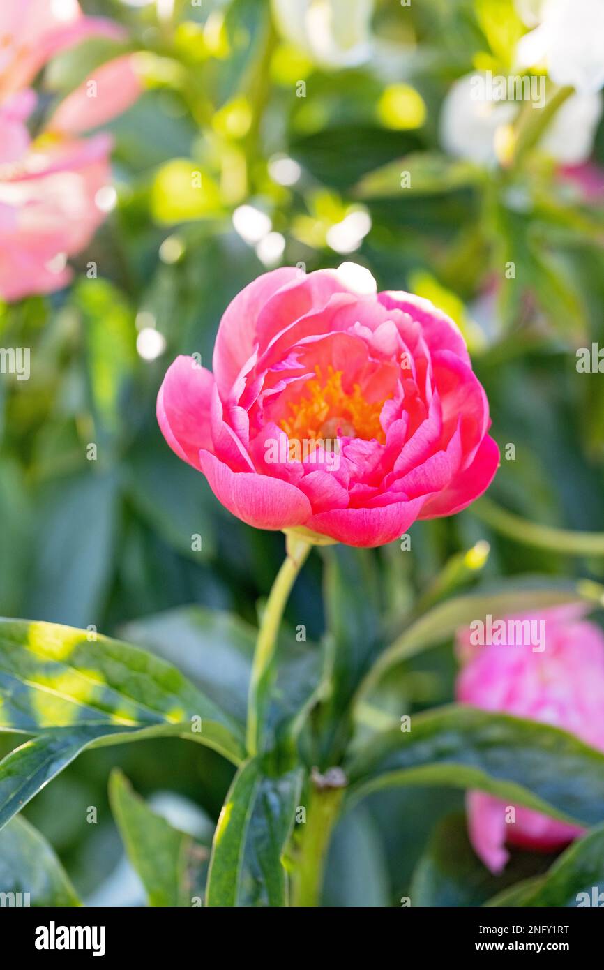 Doreen Peony with pink petals and yellow middle Stock Photo