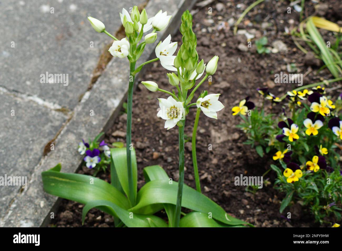 white flowering Ornithogalum umbellatum in the garden Stock Photo