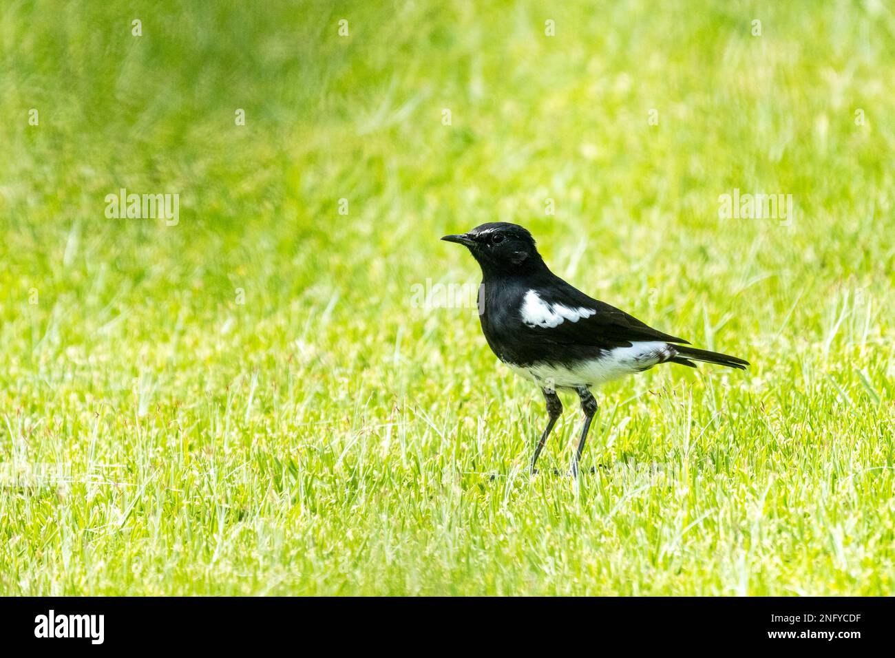 Mountain wheatear or Mountain chat (Myrmecocichla monticola) small male passerine bird closeup side on, in profile on grass in Gauteng, South Africa Stock Photo