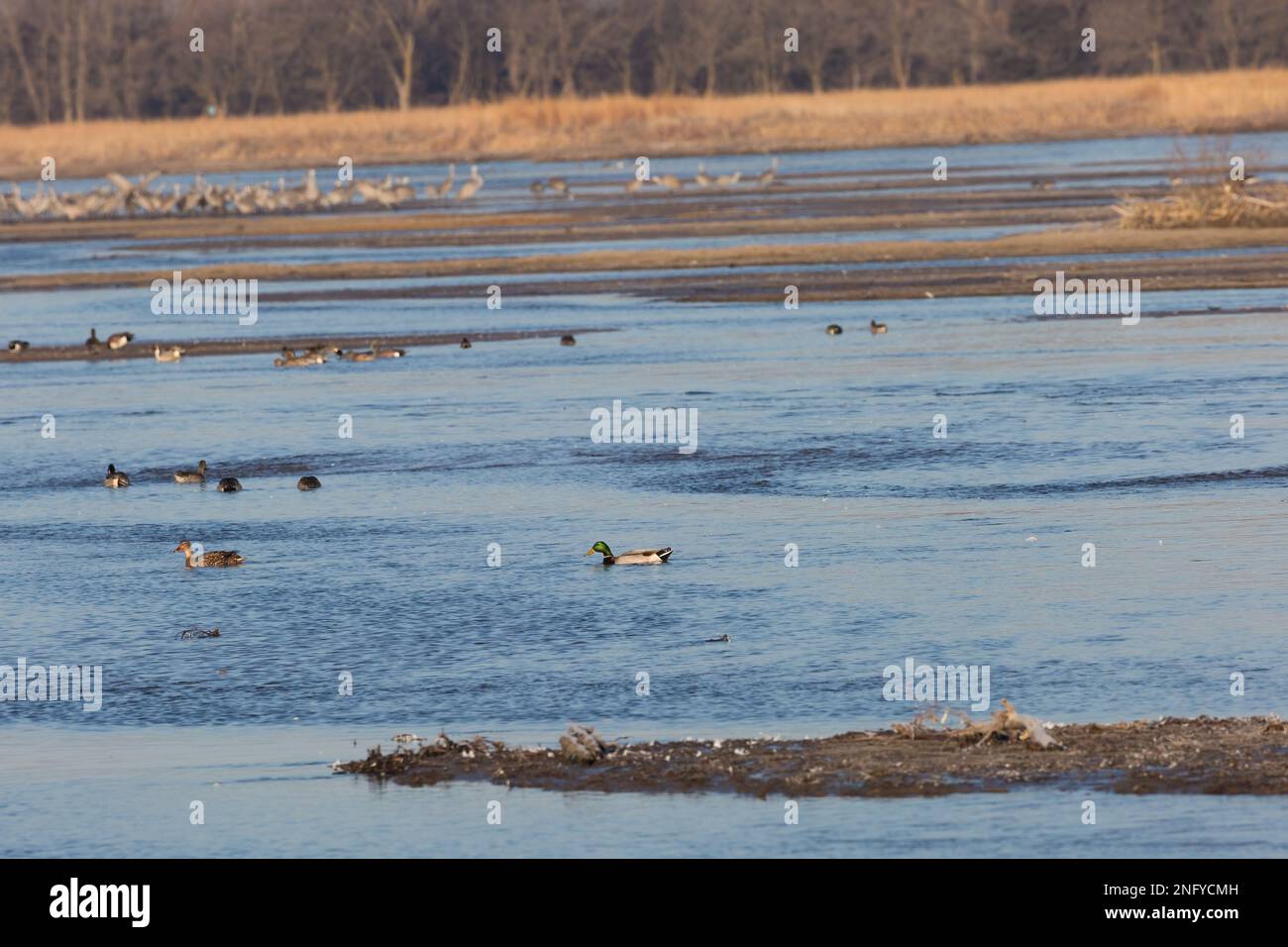 The waterfowl, Anseriformes birds captured at Platte river in Nebraska