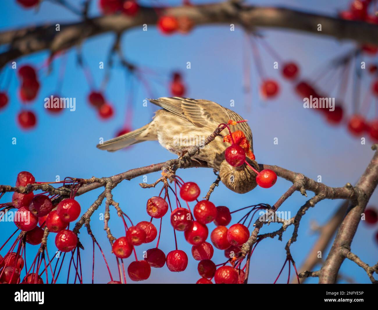 A Shallow focus of House Finches perched on a red berry tree branch