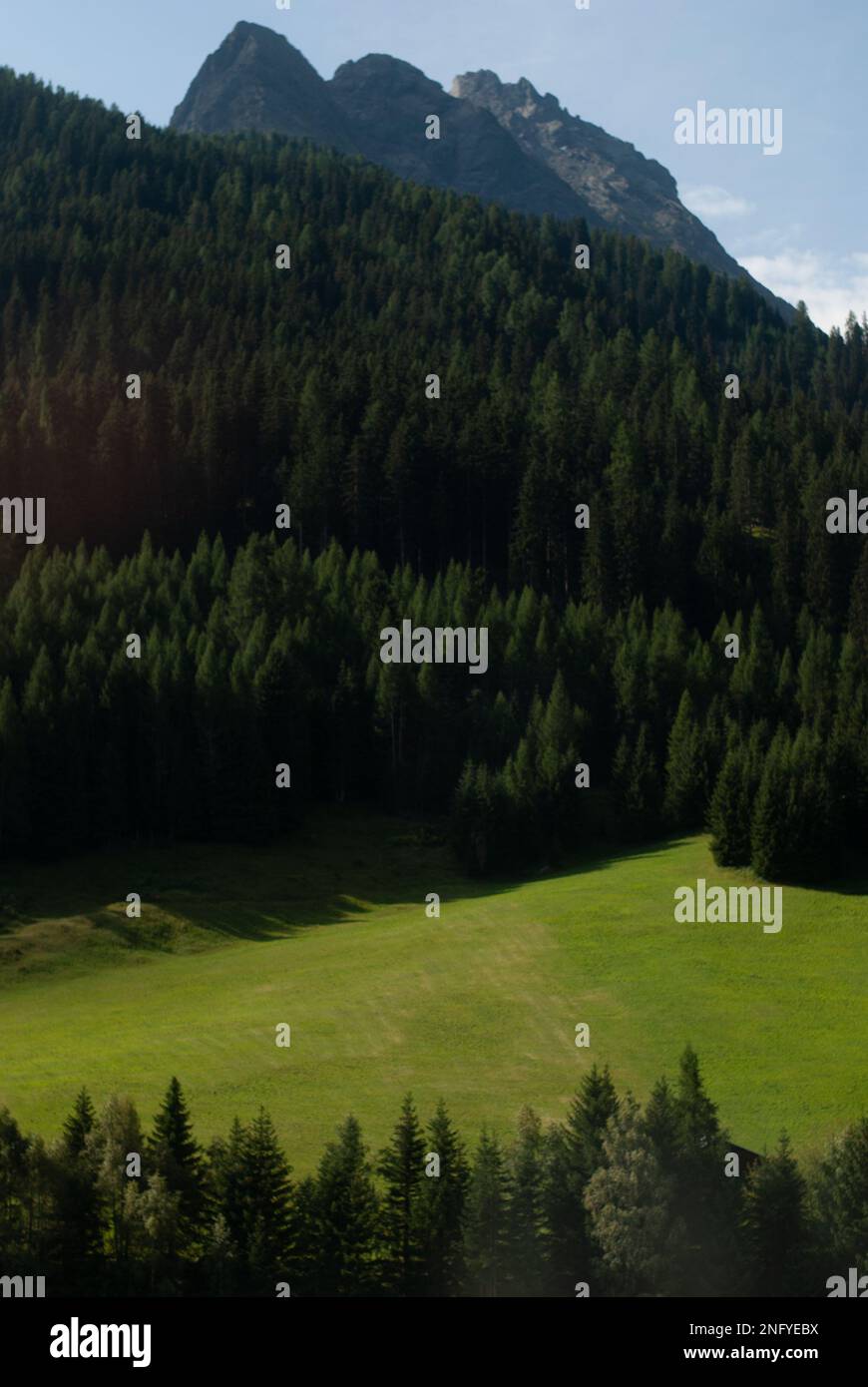View on green fir trees in forest near mountain Stock Photo - Alamy