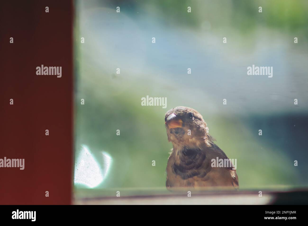 A sparrow standing on a windowsill looking curiously through the window on a sunny day with blur background Stock Photo