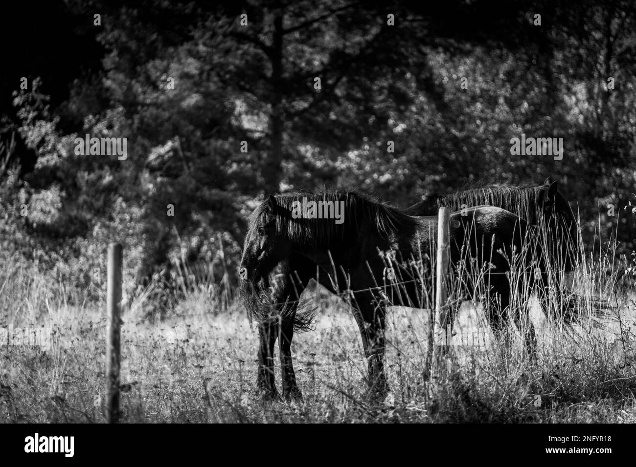 A black and white picture of a wonderful and lovely horse in the forest Stock Photo