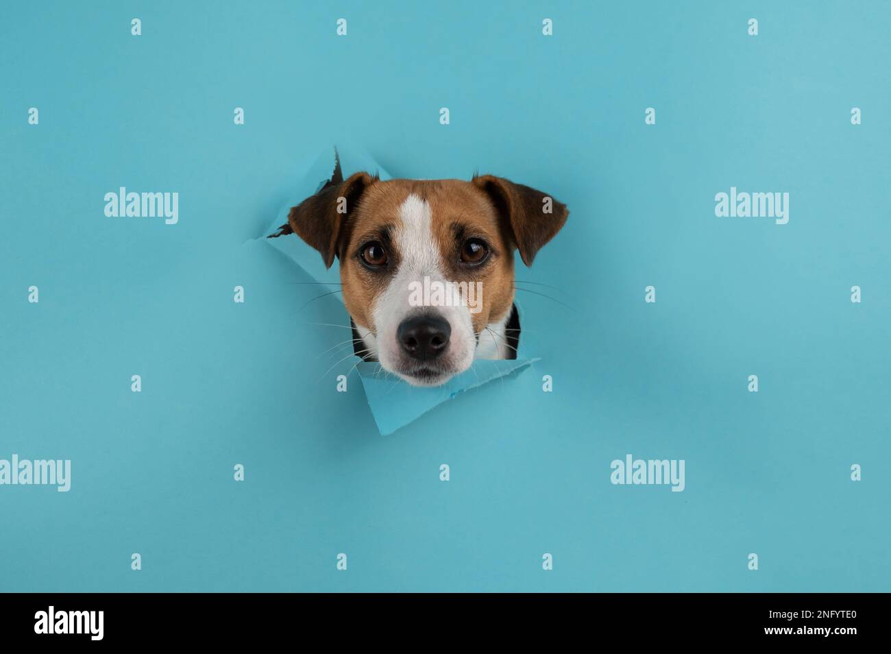 Dog muzzle hot sale jack russell terrier