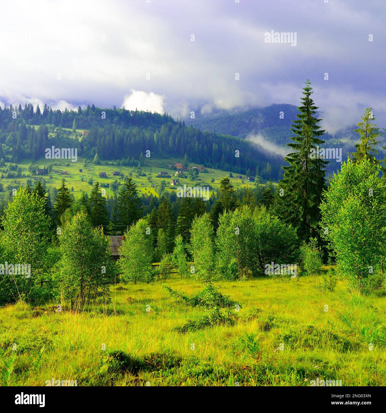 Dense fog in forest hi-res stock photography and images - Alamy