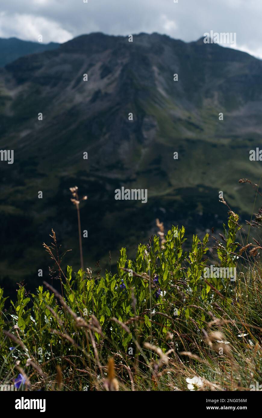 Colour mountain plants hi-res stock photography and images - Alamy