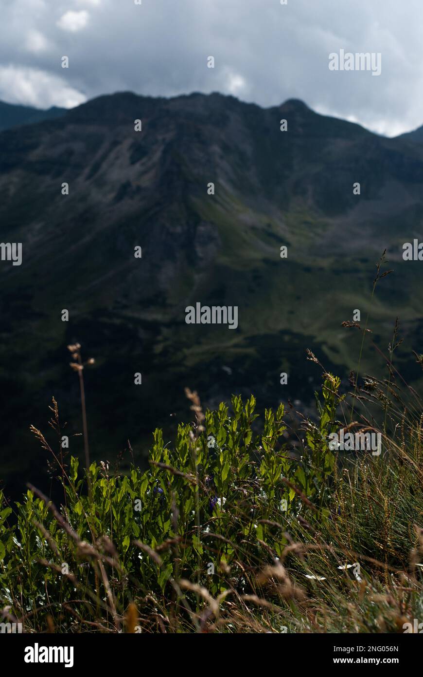 Colour mountain plants hi-res stock photography and images - Alamy