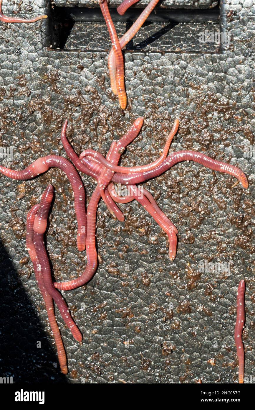 Brandling worms, Eisenia fetida, that have hatched in the cool lower layers of a hot compost bin and are now climbing the sides to escape the heat. Stock Photo