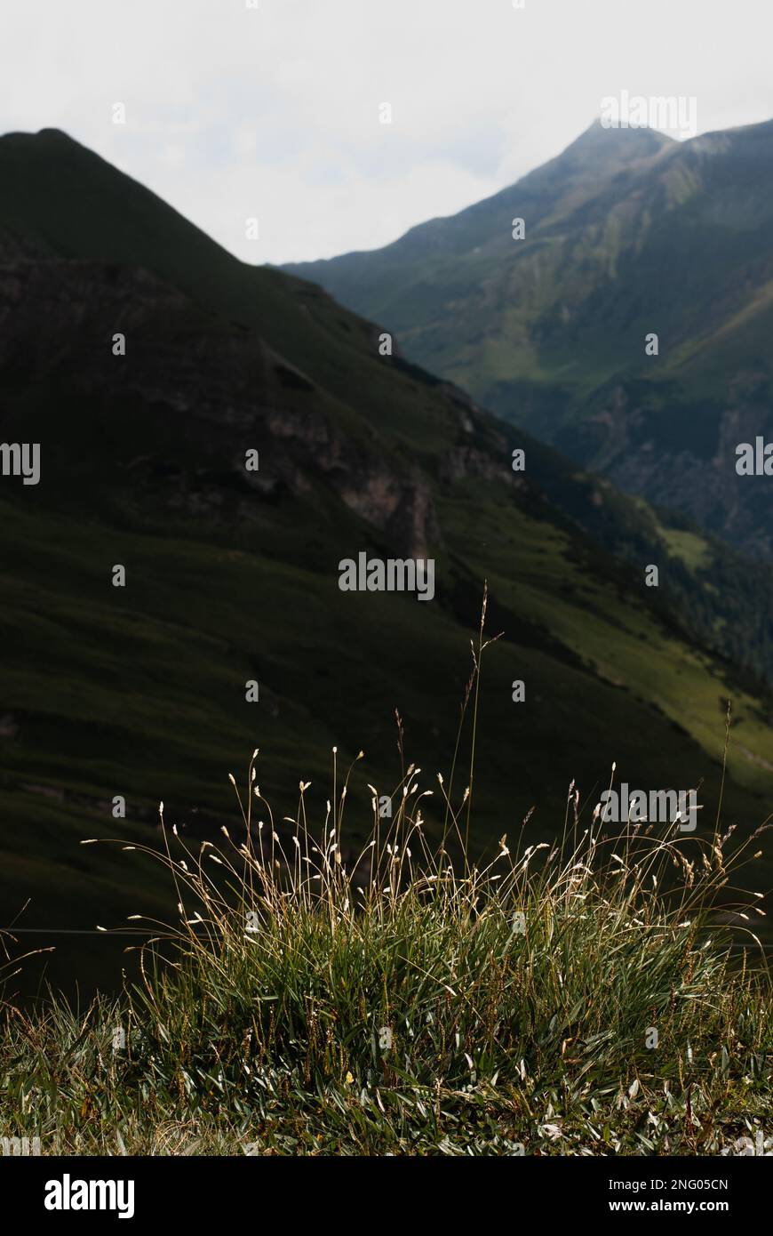 Plants and mountains hi-res stock photography and images - Alamy