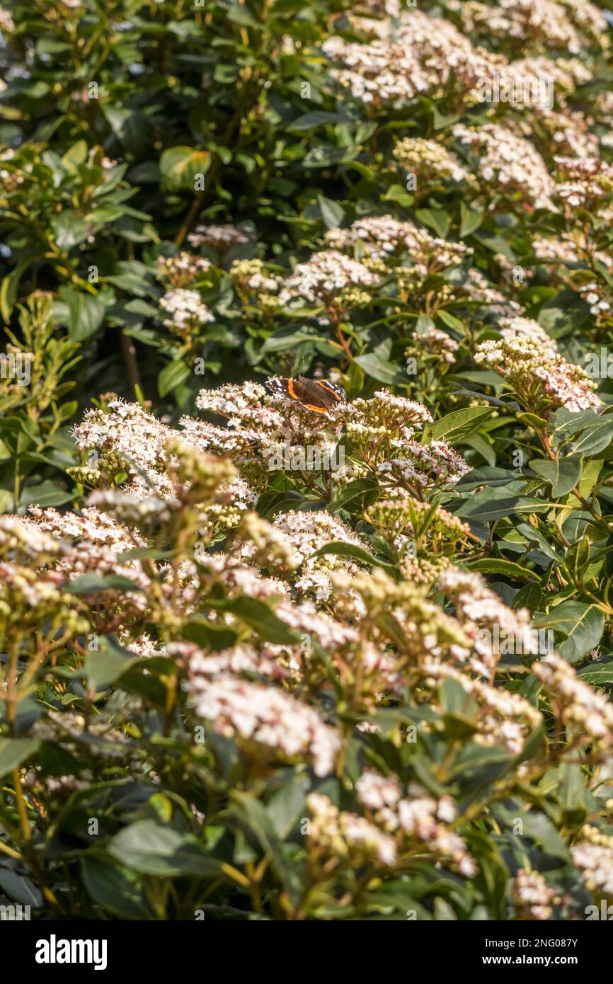 UK, England, Devon. 17th February. Cottage Garden in the winter. A Red Admiral butterfly on Viburnum tinus. Stock Photo