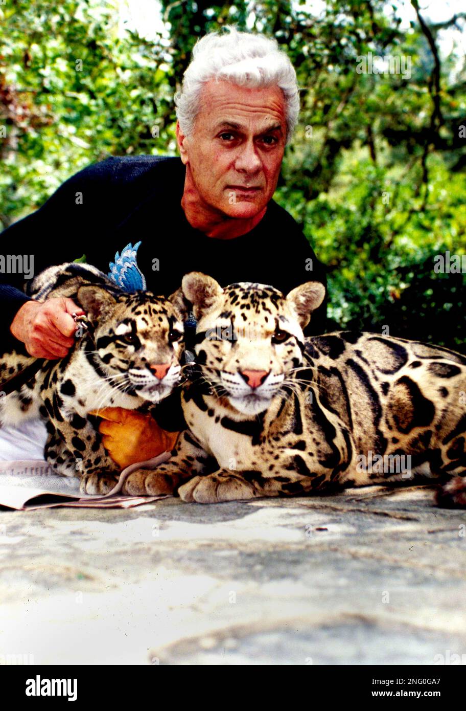 Actor Tony Curtis poses with Asia, left, and Rimau, two clouded