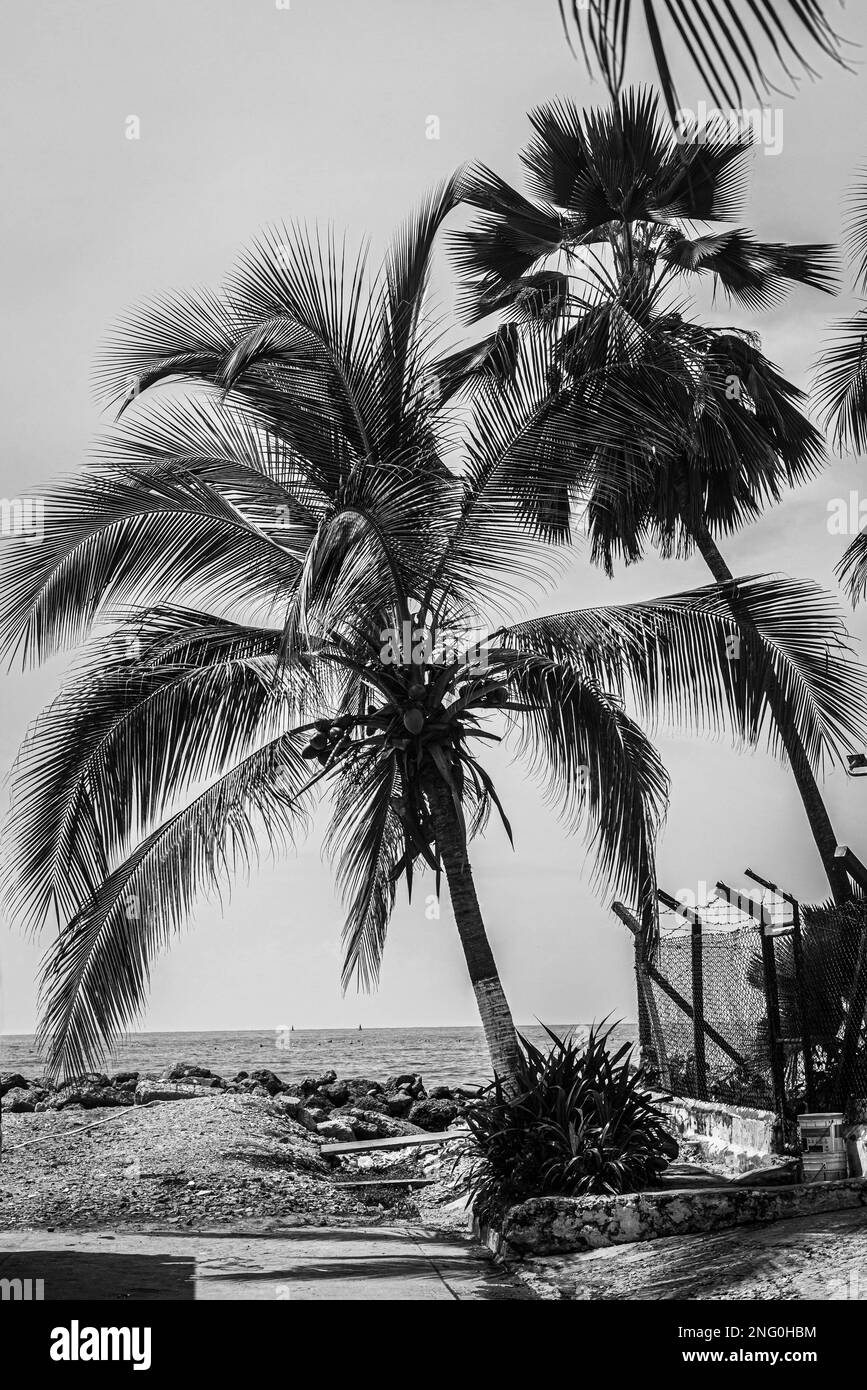 coconut and palm tree by the sea, Cartagena de Indias, Colombia. Stock Photo