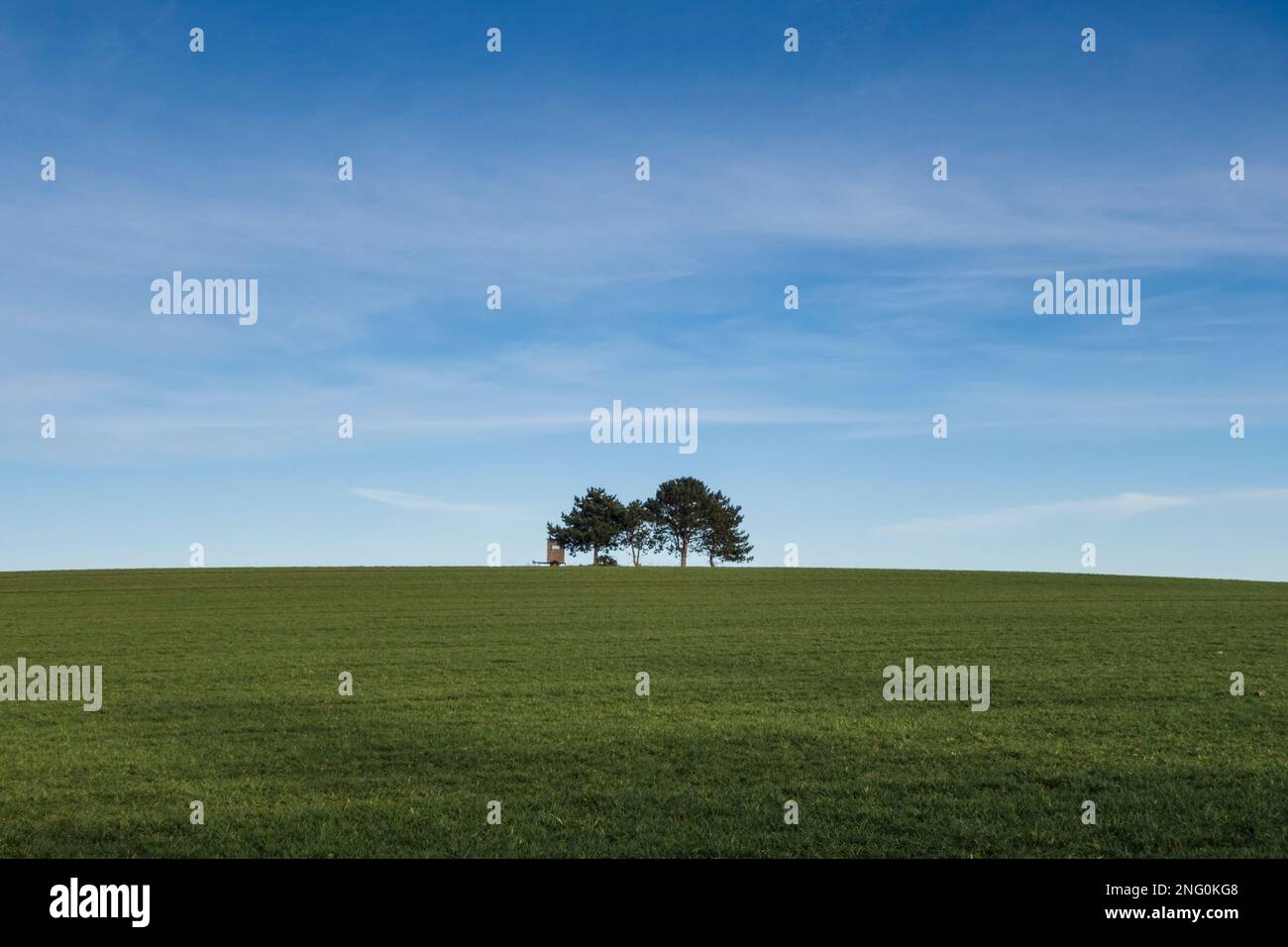 4 Bäume auf einem Hügel mit Feld mit Hochstand eines Jägers, blauer Himmel - 4 trees on hill with field with high stand of hunter, blue sky Stock Photo