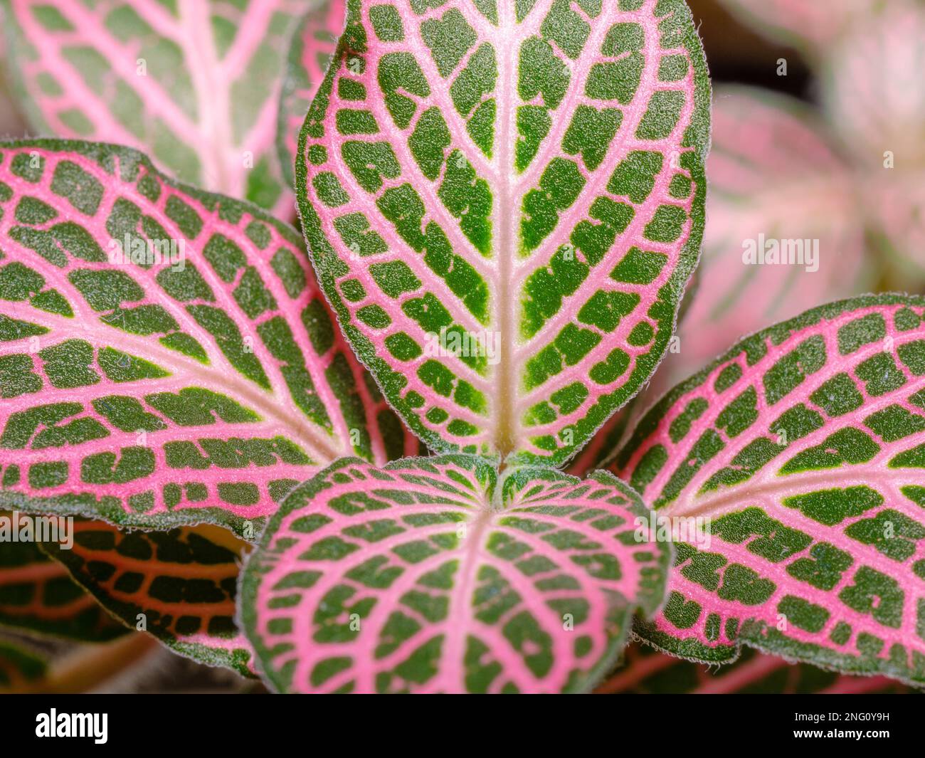 Mosaic plant is a tropical plant from South America that prefers shade. Stock Photo