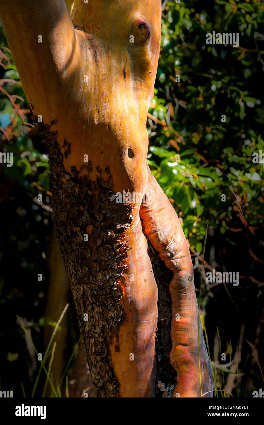 Tree Trunk Body Arbutus tree trunk that looks somewhat like a human torso Stock Photo ...