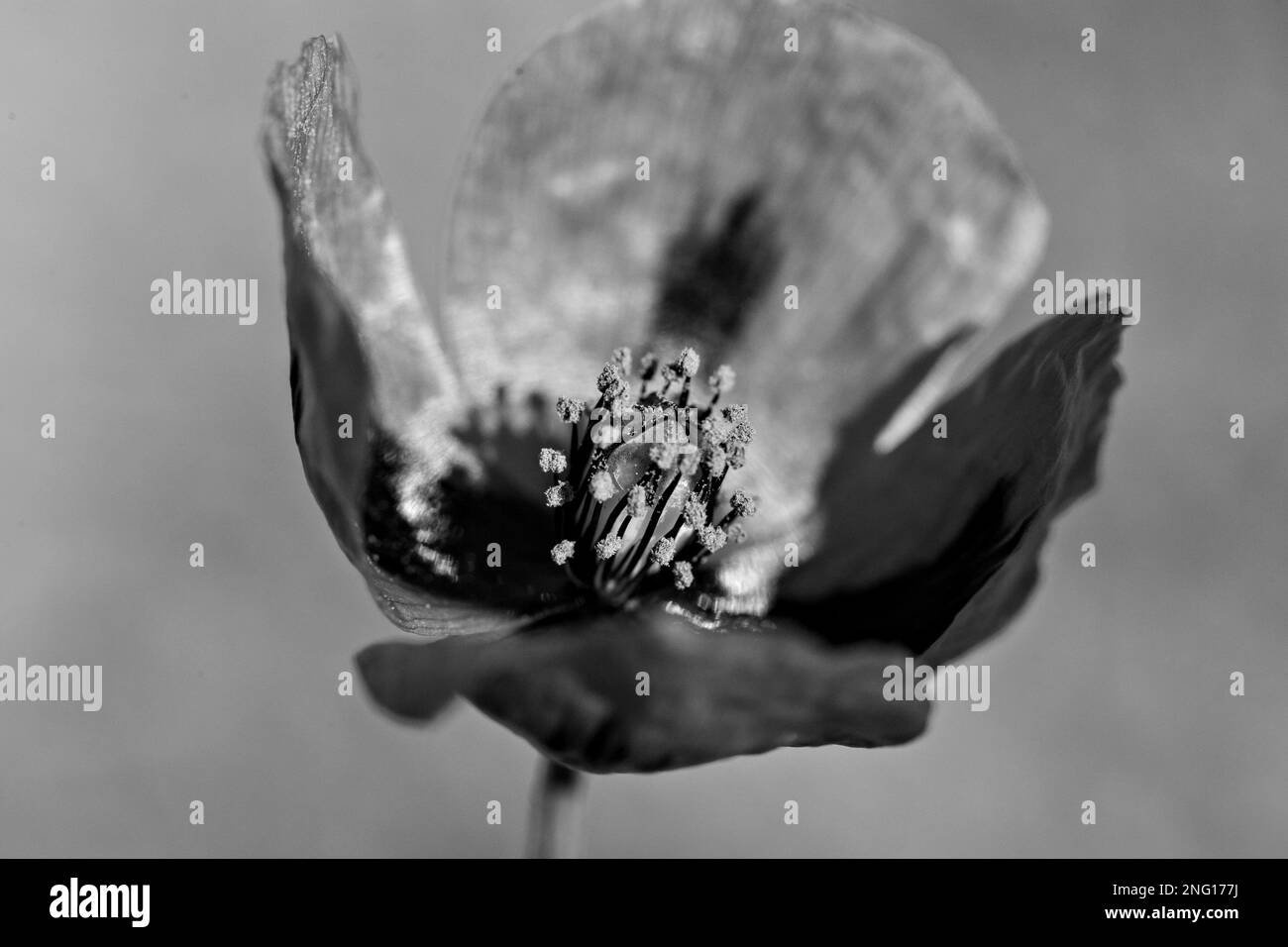 Red poppy flower macro Black and White Stock Photos & Images - Alamy