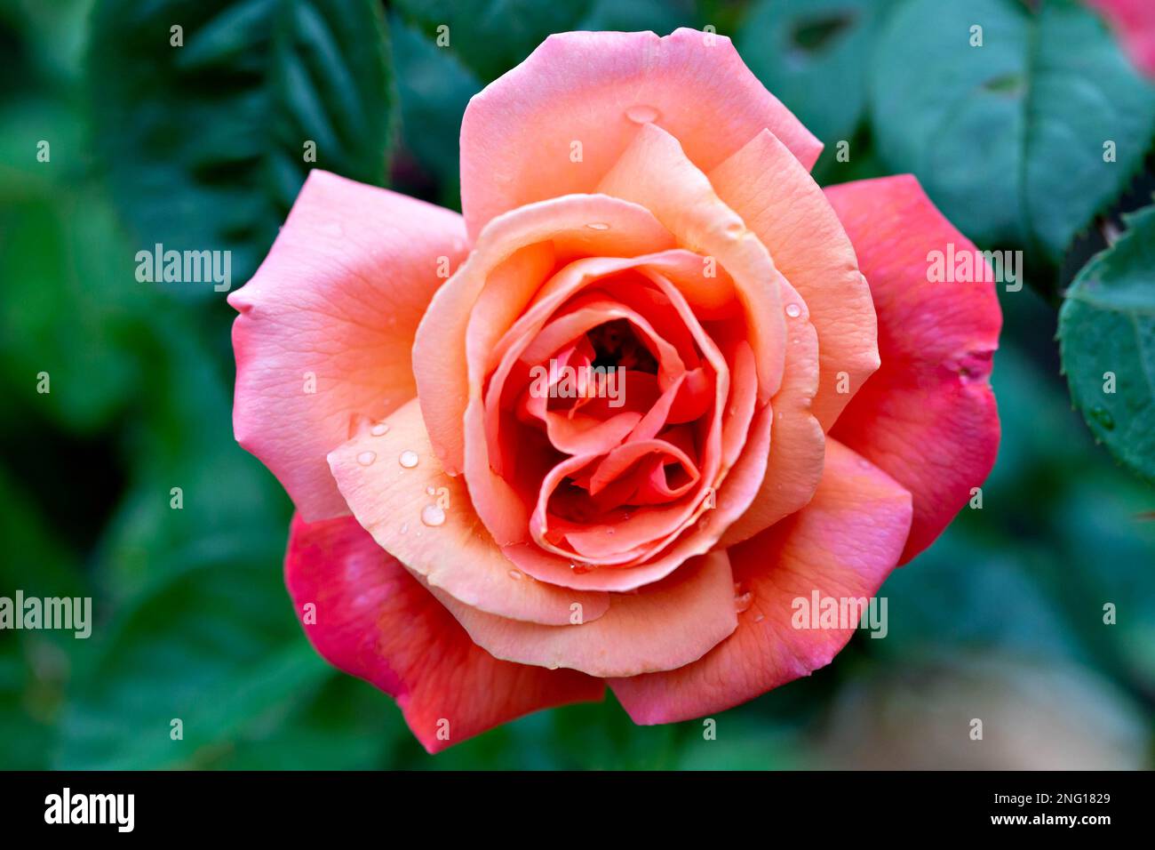 Red rose blossom with raindrops hi-res stock photography and images - Alamy