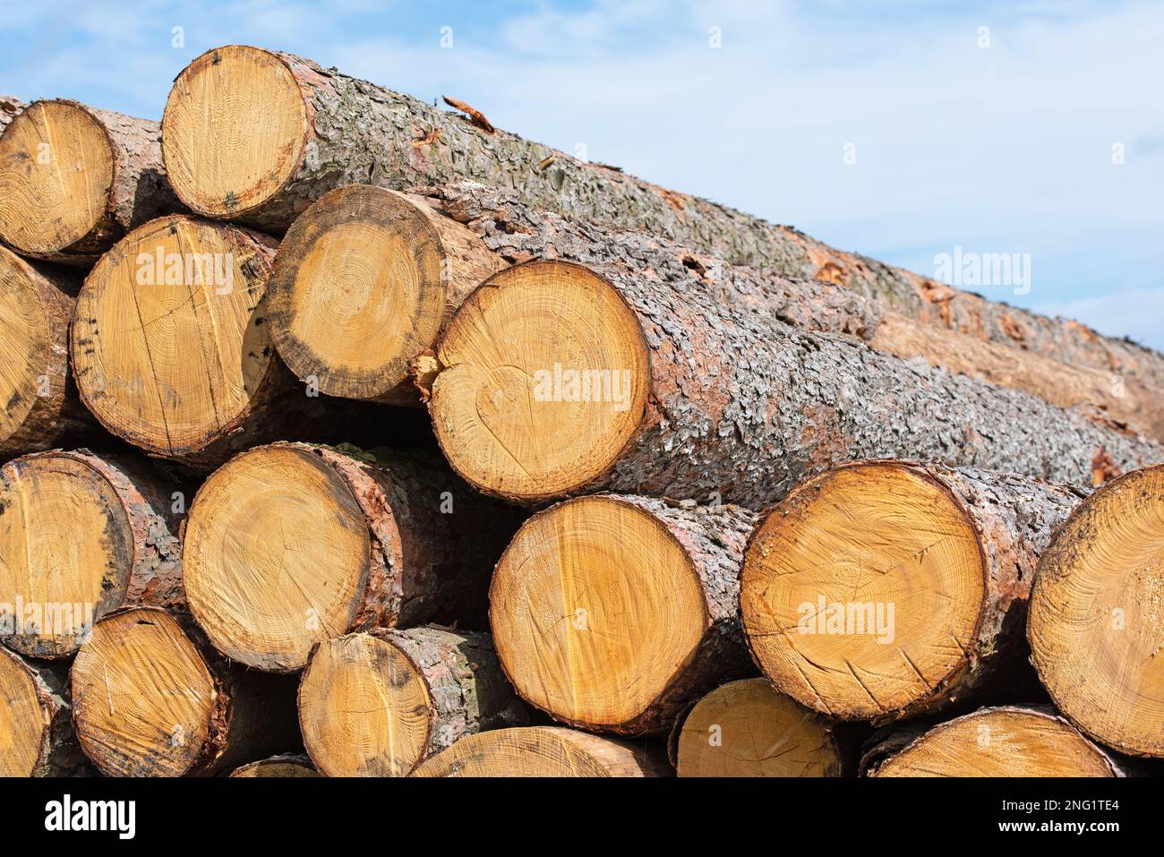 Stacked spruce logs in a closeup Stock Photo Alamy
