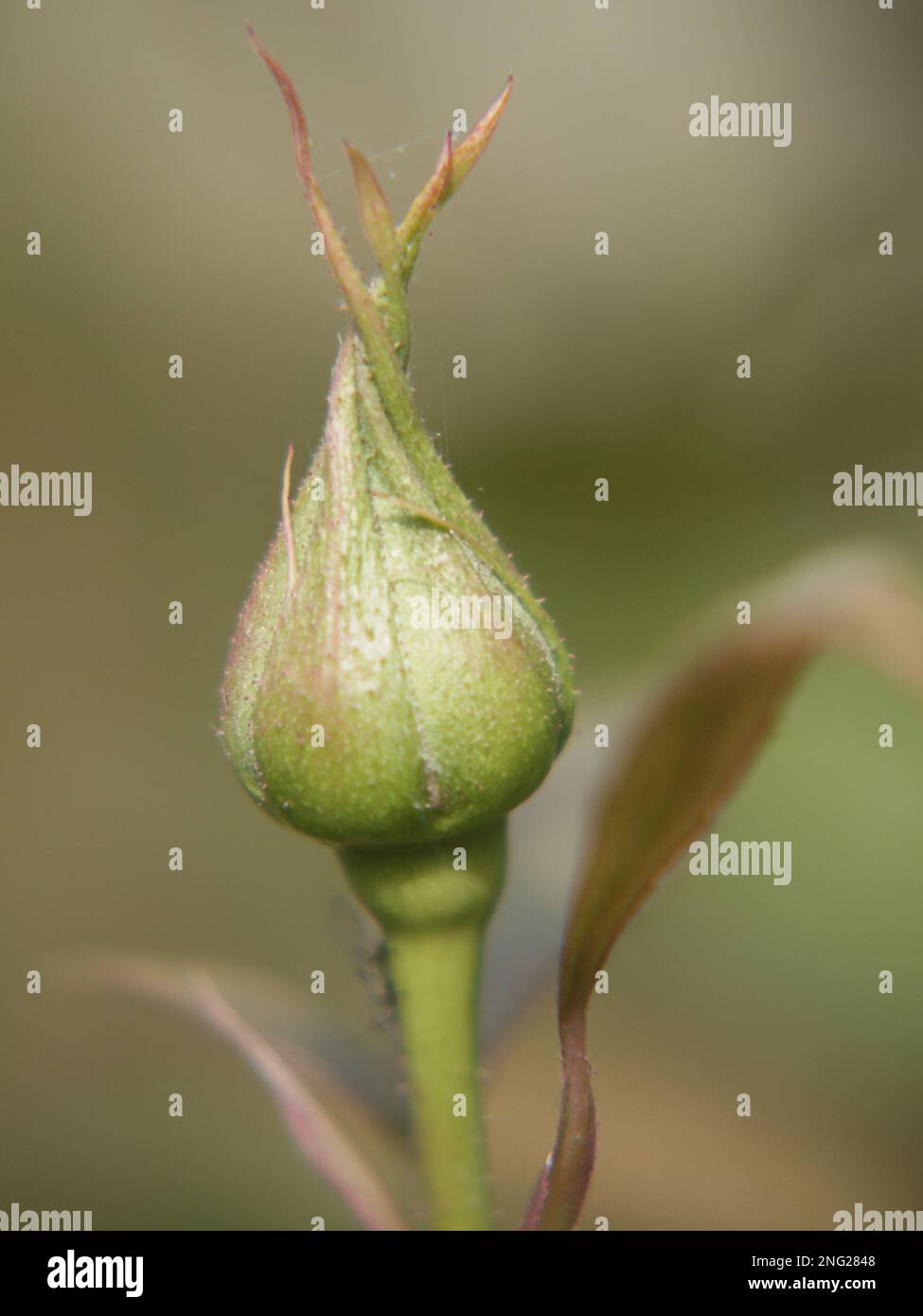 Macro of a tightly furled rosebud: hybrid tea rose Twice In A Blue Moon Stock Photo