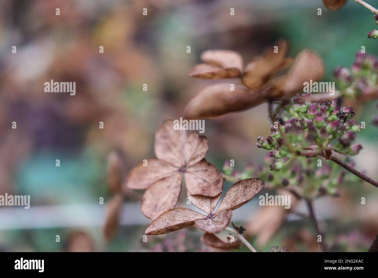 Withered hydrangea paniculata flowers closeup over purple blurred ...