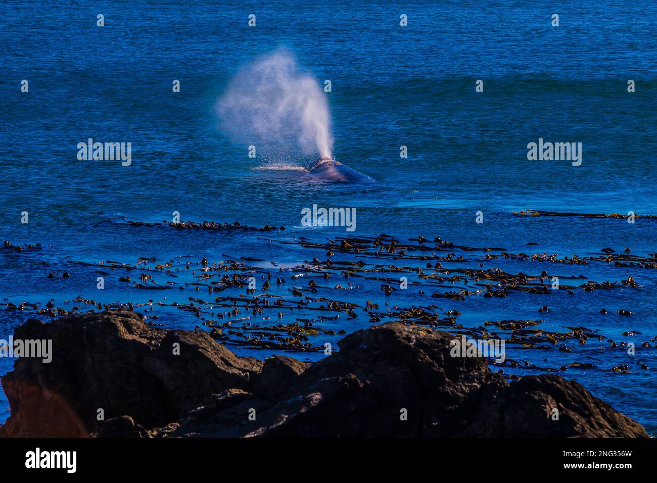 Whale blow hole hi-res stock photography and images - Alamy