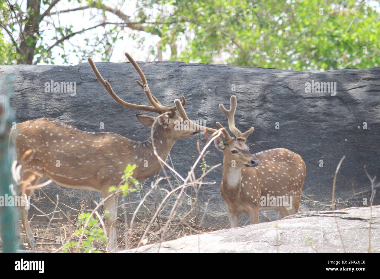 Indian deers at Bannerghatta national park Bangalore sitting or
