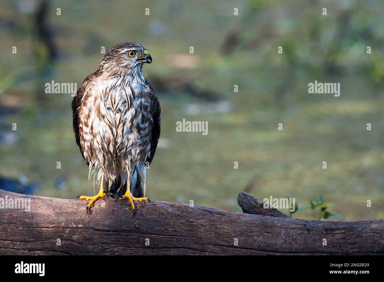 Sharp-shinned hawk after bathing Stock Photo