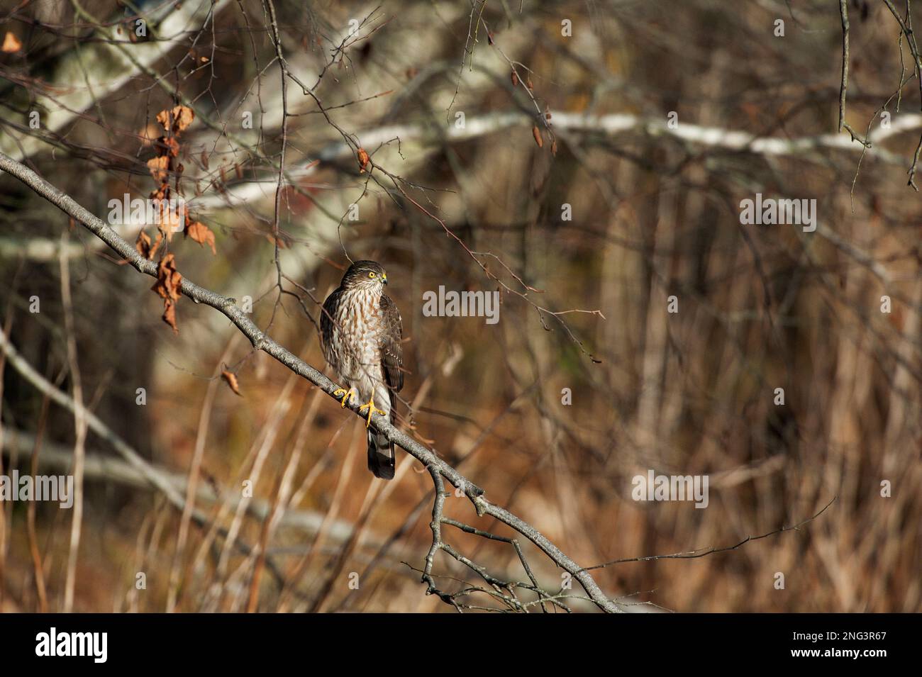 Sharp-shinned hawk perched in woodland habitat Stock Photo