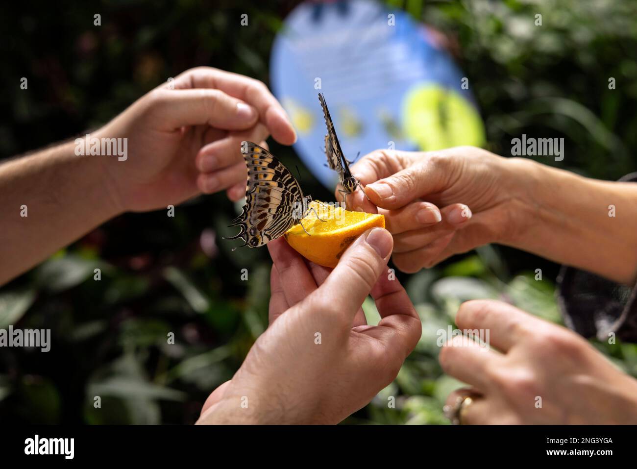 Butterflies rest on an orange at the new Davis Family Butterfly