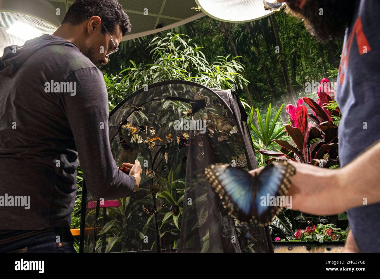 Museum employee releases butterflies at the new Davis Family Butterfly
